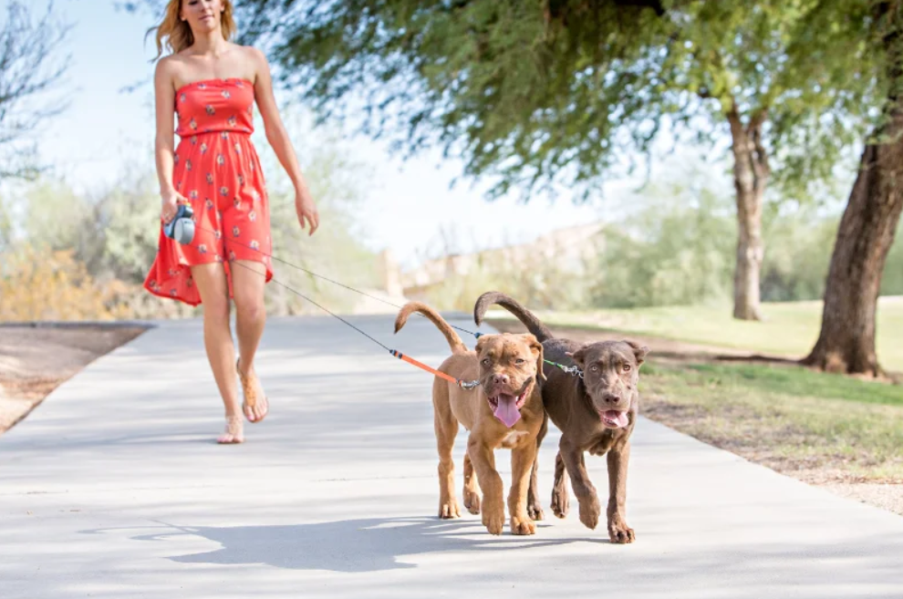 360 Degree Dual Traction Double-Ended Dog Leash